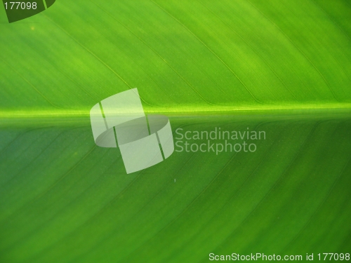 Image of Green Leaf