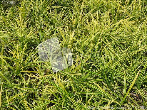 Image of Green Grass