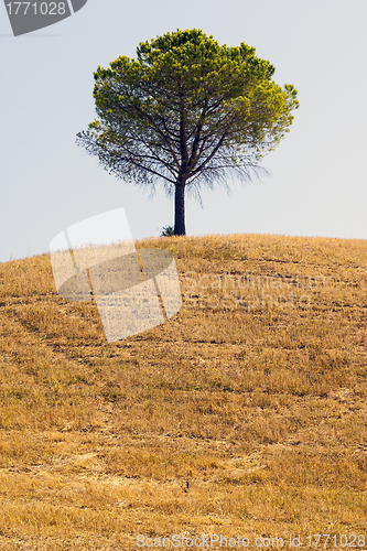 Image of tree in the countryside of Apulia