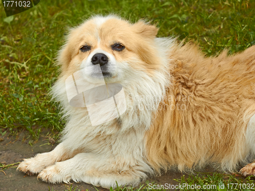 Image of Old dog outdoors