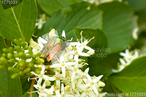 Image of Green beetle on the flowering plants