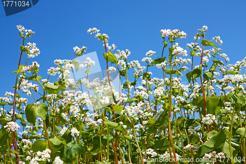 Image of Flowering buckwheat plants