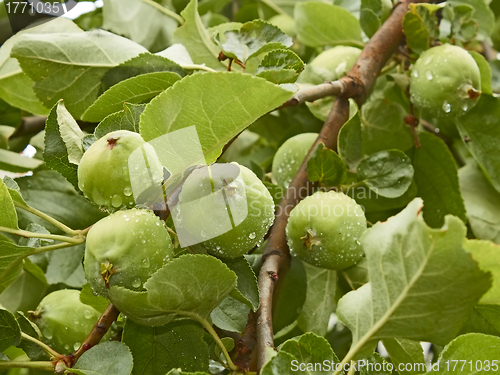 Image of Small green apples fruit on the branch