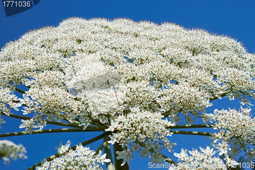 Image of Giant Hogweed flowering