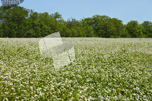 Image of Flowering buckwheat field