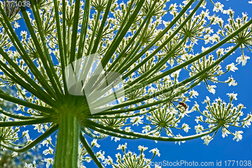 Image of Giant Hogweed (heracleum sphondylium) from below