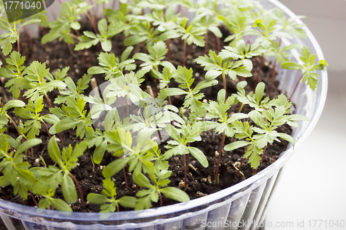 Image of Seedlings of flowers in  plastic dish