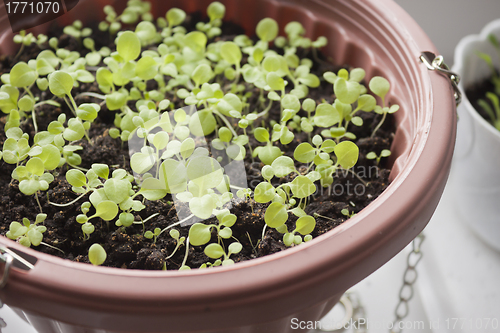 Image of Seedlings of flowers