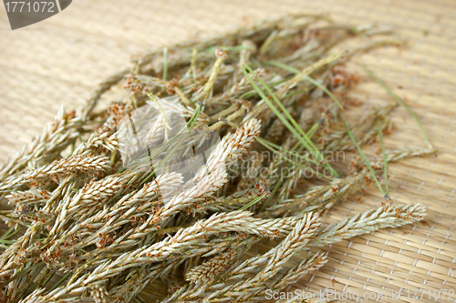 Image of Dried shoots of pine trees