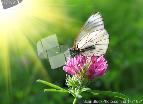 Image of beautiful butterfly