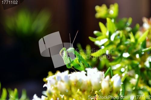 Image of Praying Mantis