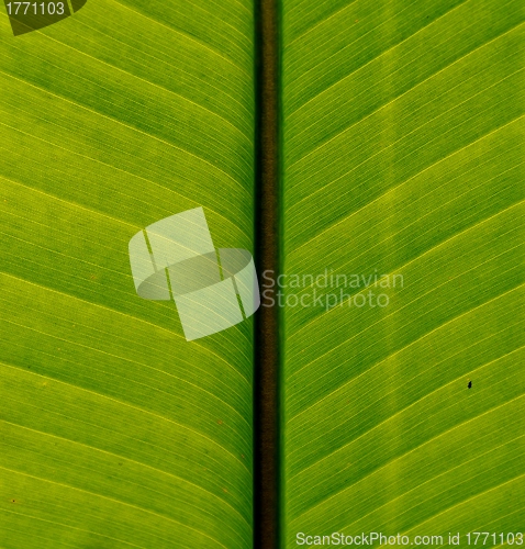 Image of Wild Banana Leaf