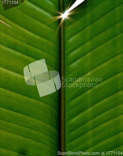 Image of Wild Banana Leaf
