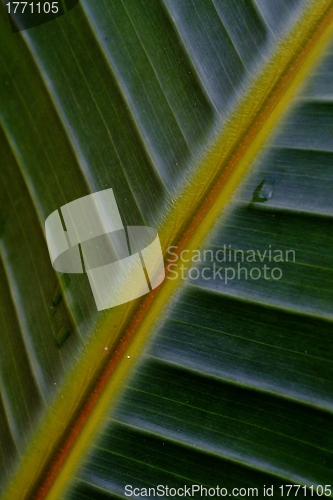 Image of Wild Banana Leaf