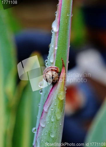 Image of garden snail