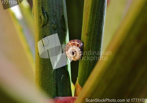 Image of garden snail