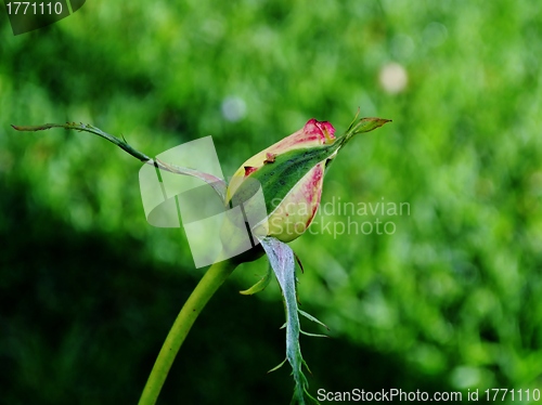 Image of Rose bud