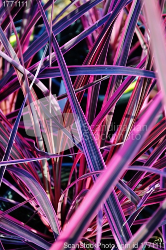 Image of Electric Pink