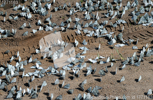 Image of Butterflies and Tire Tread Imprint