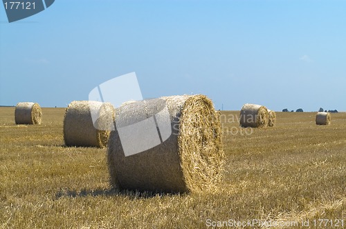 Image of Bale on field
