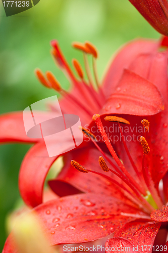 Image of red lilly flowers