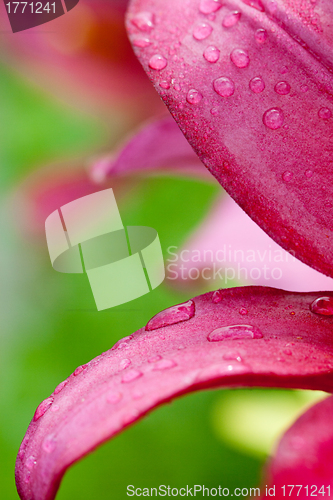 Image of pink lilly flower with water drops