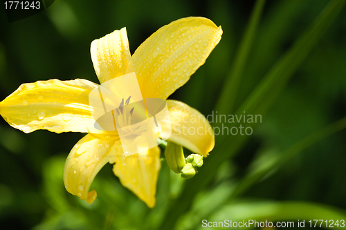 Image of yellow lily flower 