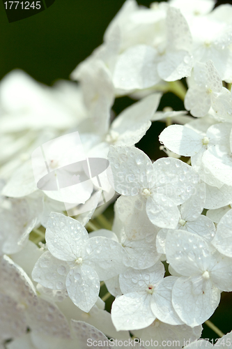 Image of white hydrangea 