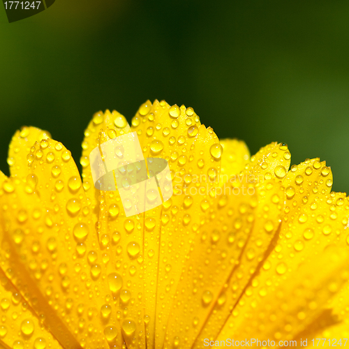Image of yellow gerber petals 