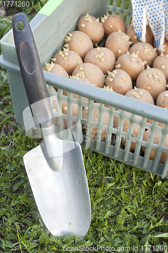 Image of The box with the of seed potatoes and a scoop