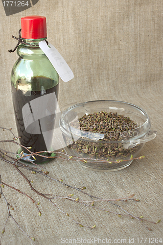 Image of Birch buds and medicinal tincture made from them