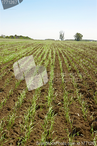 Image of Shoots of wheat in a small field 