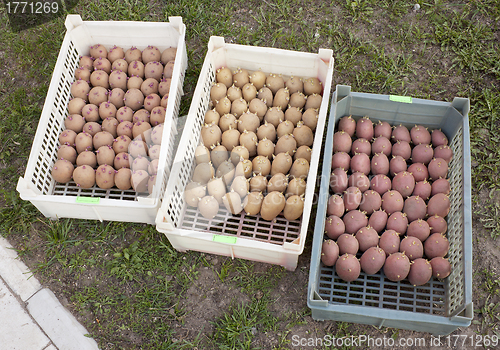 Image of Three boxes with of seed potatoes