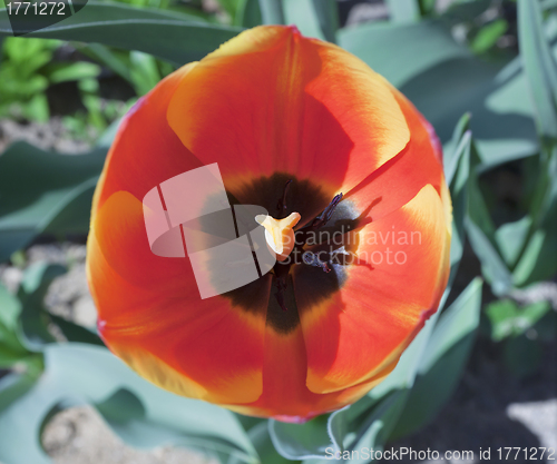 Image of One tulip flower