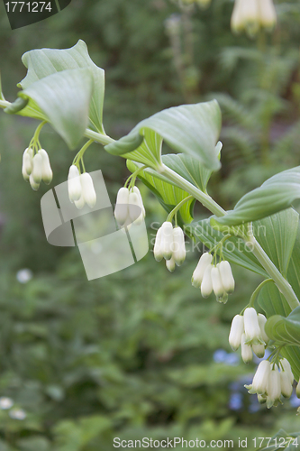 Image of Flowers bush in the garden in summer