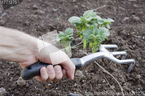 Image of Tool in the hand of a market gardener