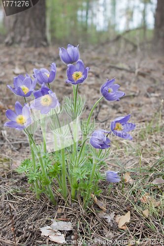 Image of Violet snowdrops bloom in spring