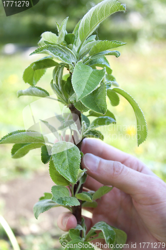 Image of Young columnar apple tree