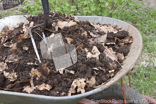 Image of Humus is mixed with oak leaf