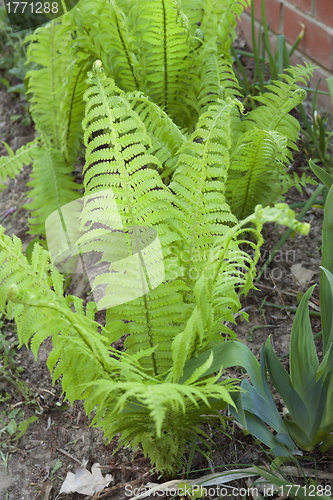 Image of Fern growing in a garden