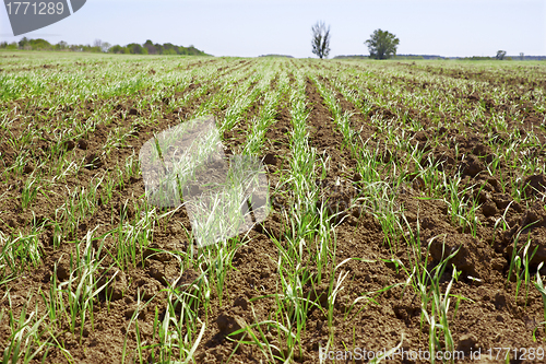 Image of Shoots of wheat in a small field 