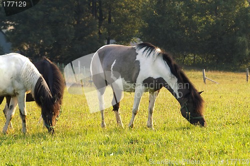 Image of Horses