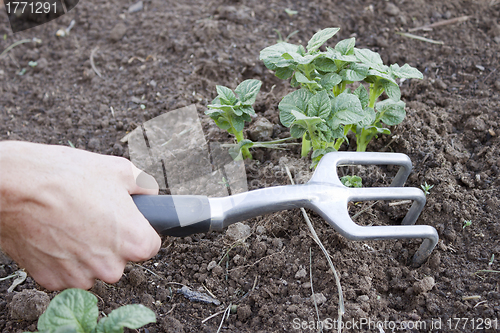 Image of Tool in the hand of a market gardener