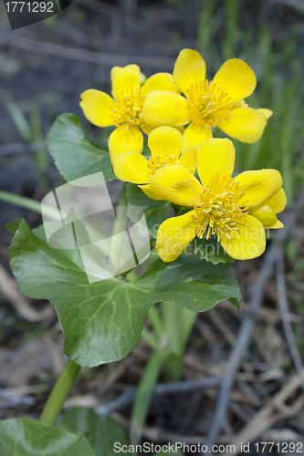 Image of Marsh marigold blossoms in April