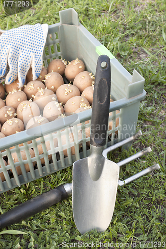 Image of The box with the of seed potato