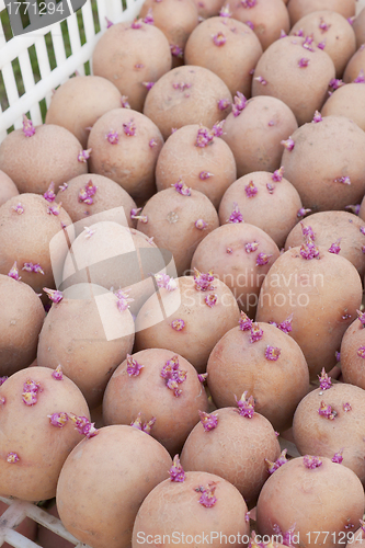 Image of One boxes with of seed potatoes