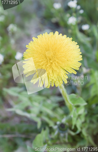 Image of A lone yellow flower
