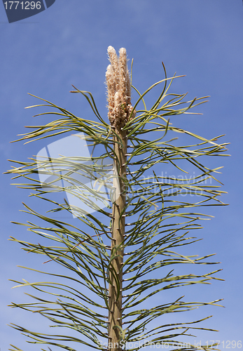 Image of Young shoots of pine