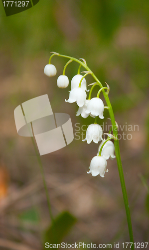 Image of Flower lily of the valley in a forest glade