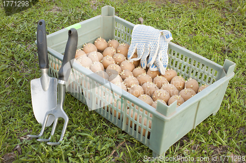 Image of The box with the of seed potatoes and garden tool
